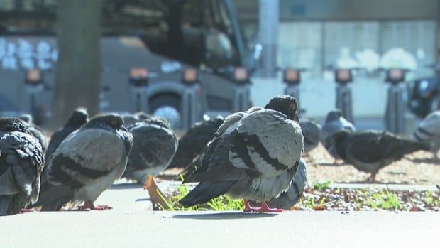 Pigeons at Nathan Phillips Square 4