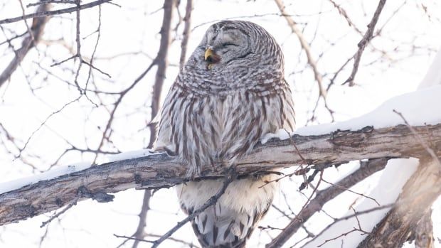 white and brown owl 