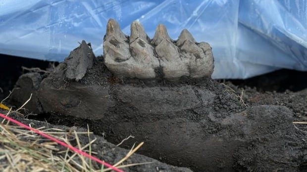 Big pointy teeth embedded in a jaw bone fossil surrounded by plastic and grass.