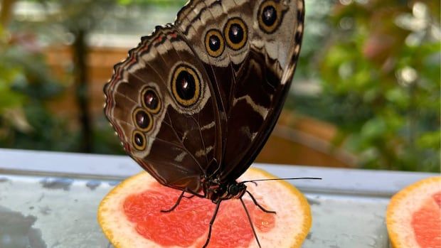 Close up shot of butterfly with brown wings with spots perched on a slice of grapefruit.