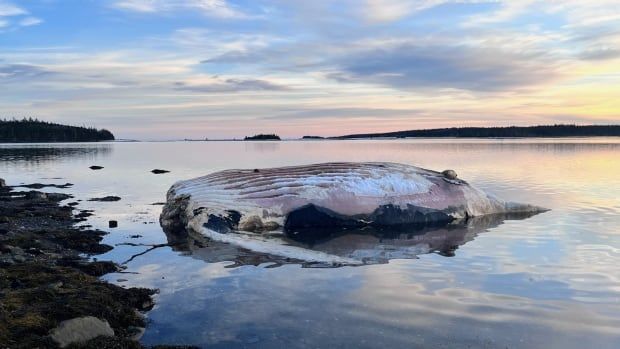 a dead whale with it's head chopped off at sunset. 