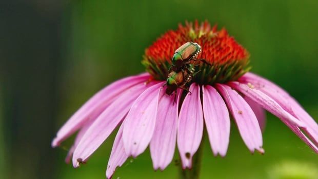 A copper-green beetle on a flower.