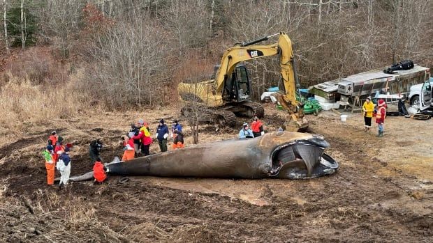 A dead whale lays on dirt with people and a digger surrounding the carcass.