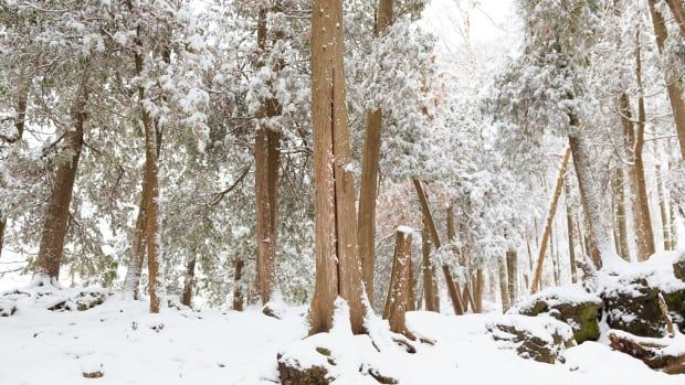 A snowy forest.