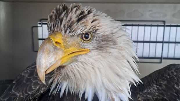 A bald eagle in a cage