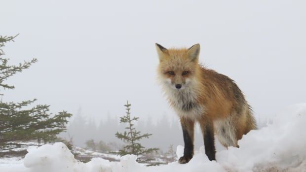 A fox sits on a bed of snow.