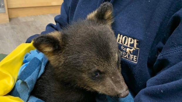 A black bear cub is held in someone's arms. 