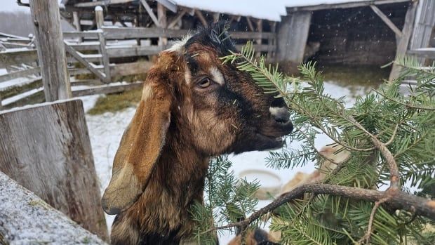 A goat eats a Christmas tree