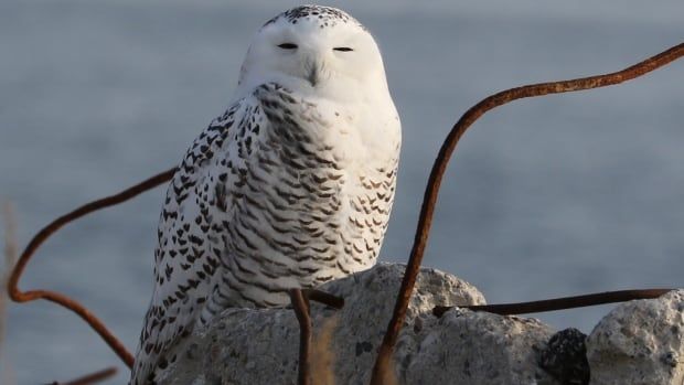 "Where they were shooting… they say, oh, that’s just rubble land. But its a place that for the past 30 years has served as a favourite winter roosting place for snowy owls," said Ed O'Connor in an interview with CBC Toronto.  