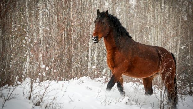 A wild horse stallion trots through snow.