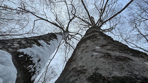 Tall trees on PEI covered in snow.