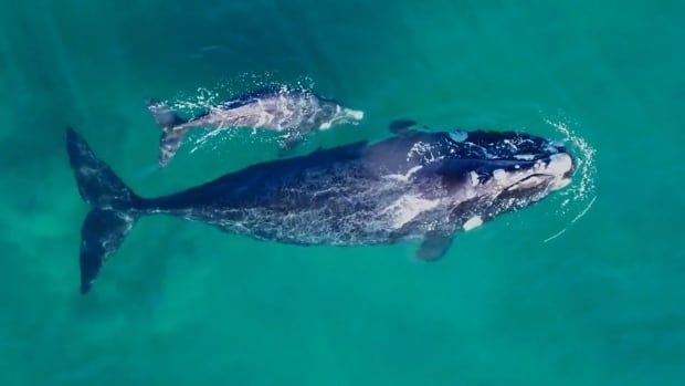 An overhead shot of a North Atlantic Right Whale cow with her calf from the documentary "Last of the Right Whales."