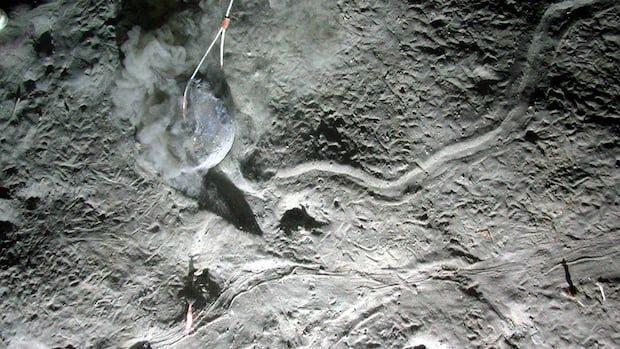 Photo of muddy sediment with animal burrows and tracks in Placentia Bay, Newfoundland in 2006.