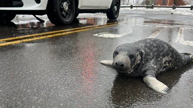 A gray and white seal pup lies on a paved street on a winter day next to a police car.