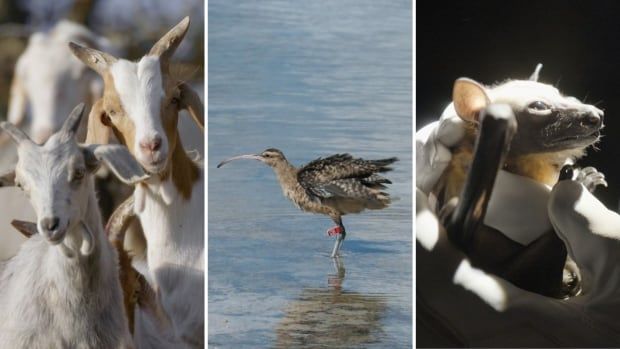 Three-panel collage: left, a group of light-colored goats clustered together; center, a curlew with brown speckled plumage and a long down-curved bill wading in shallow water, a red band on its leg; right, a close-up of a small bat with light fur and large ears being held gently in gloved hands.