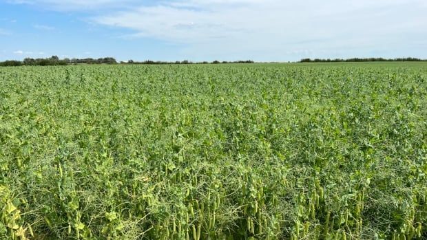 A green field of pea plants