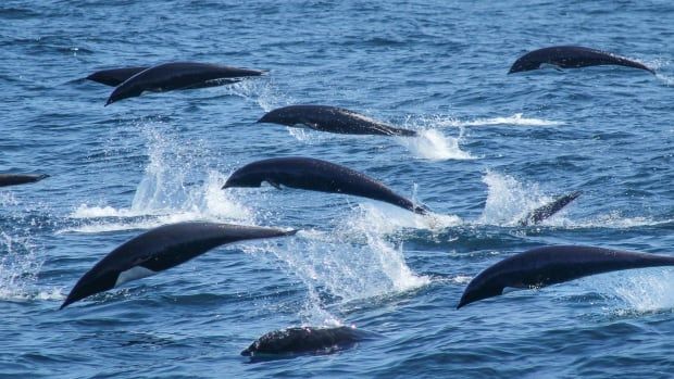 Jet-black dolphins with white bellies and no dorsal fins leap out of the water. 