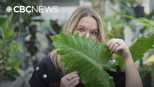 Why are plants leaking water when it gets too hot?