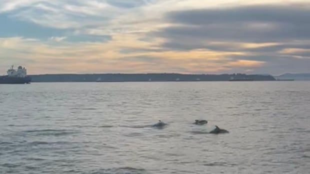 A pod of dolphins swimming close to shore