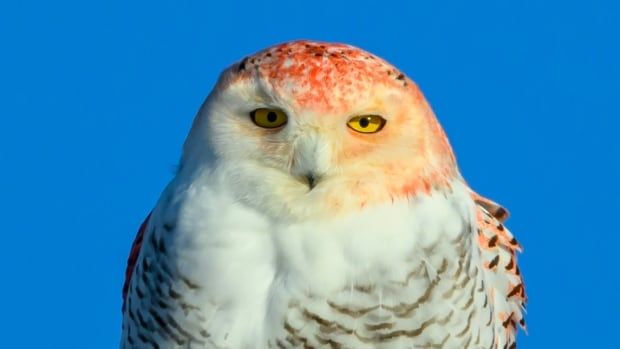 Close-up of a snowy owl perched on a utility pole. It's white with black spots, and a big splash of bright orange on its head and face, and down its back.