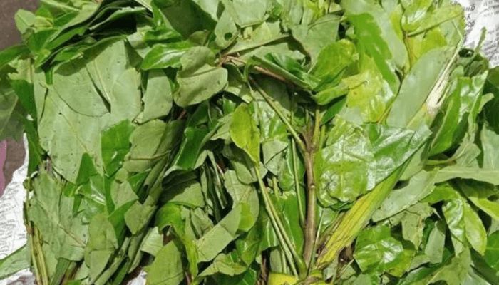 Oha delicacy at risk as leaves near extinction