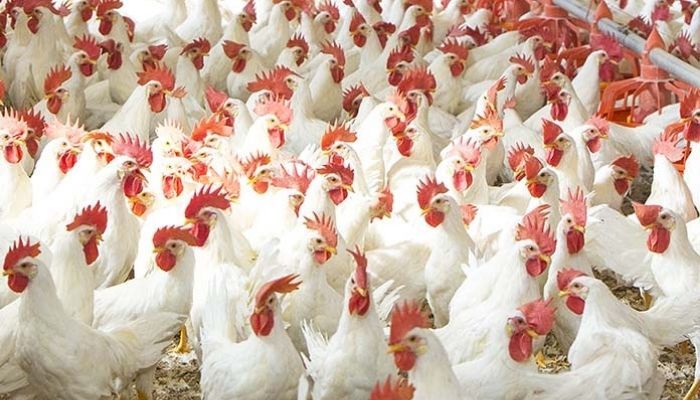 Price hike: FCCPC decries poultry market manipulation by ‘cartel’