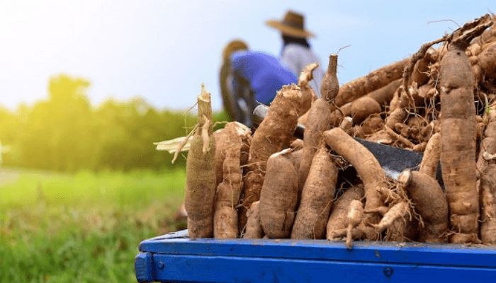 Cassava value chain business capable of boosting Nigeria’s economy- Expert