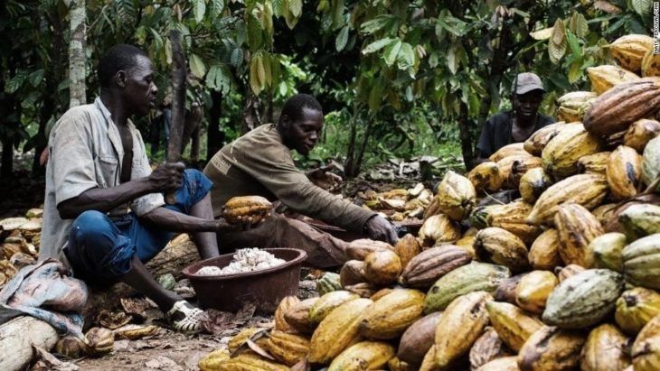 Nigerian cocoa farmers eye big wins from China, Australia’s entry