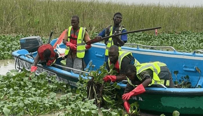 NIWA clears Lagos channels of water hyacinth to boost safe navigation