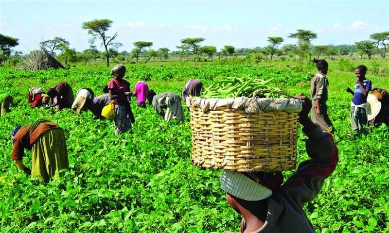 Over 10,000 farmers have benefited from Ododo’s administration — Kogi commissioner