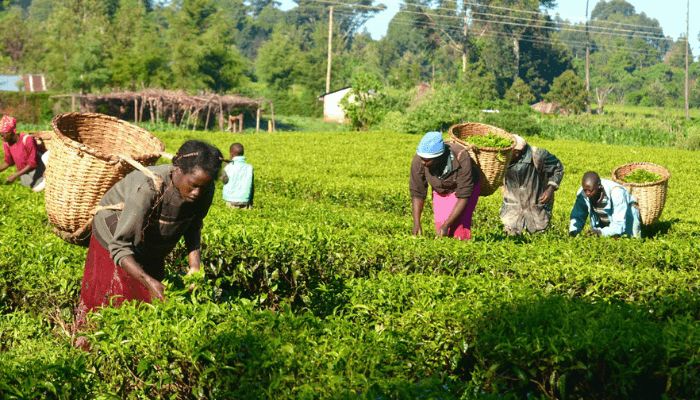 Nigeria’s path to food sovereignty lies in agroecology and family farms