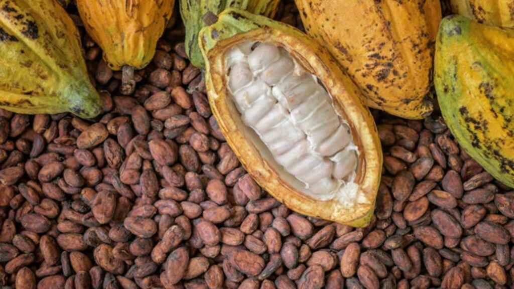 Cocoa prices surge 132% in 2024