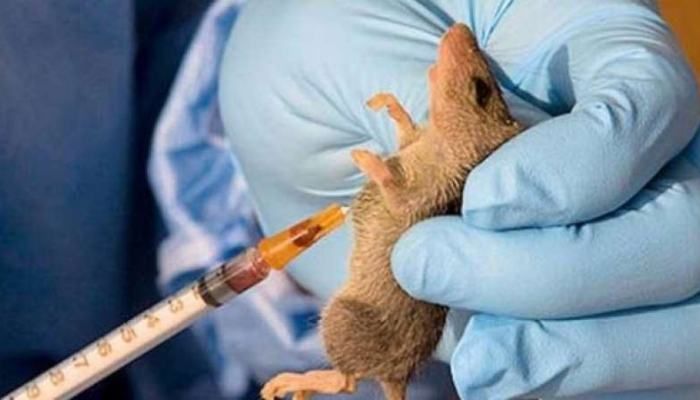 14 persons confirmed dead as lassa fever hits Taraba