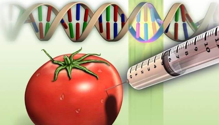 GMO Foods