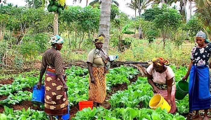 Low farm tech use among Africa’s women farmers – Report