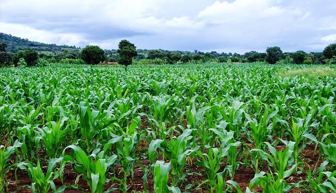 Insecurity halts Leventis Foundation’s agribusiness training in Kaduna, denys 3,000 farmers essential skills