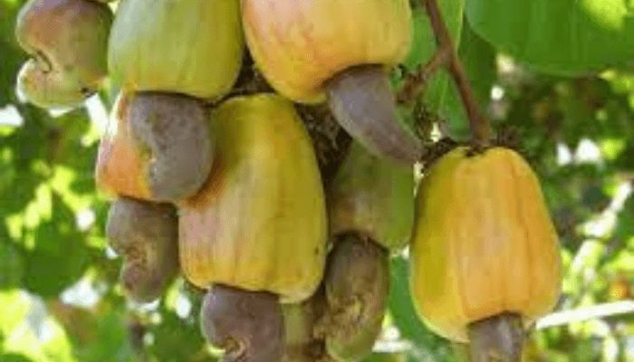 Kogi cashew dealers seek FG’s intervention over foreign interference