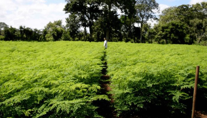 Nigerian farmers eye slice of $11bn Moringa market