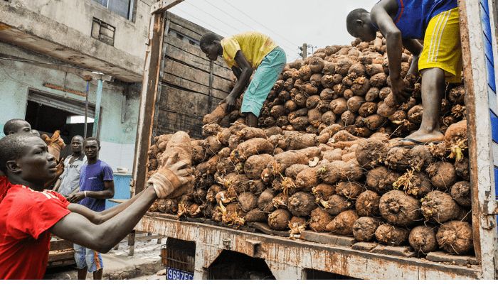 How to cultivate yam in your backyard