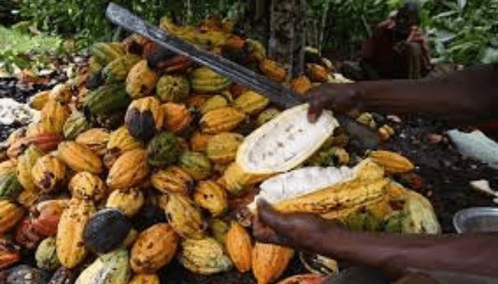 Ageing trees, pest attacks driving  Africa’s cocoa shortfall