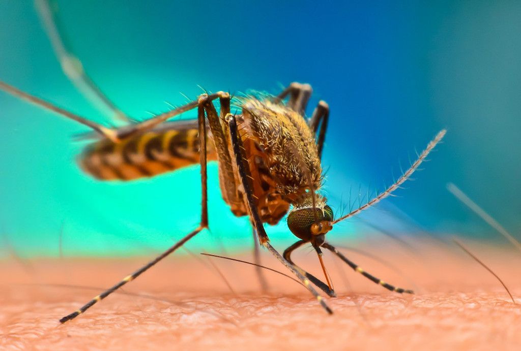 Mosquito Malaria