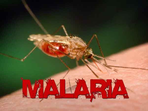 Malaria-causing vector, Mosquito