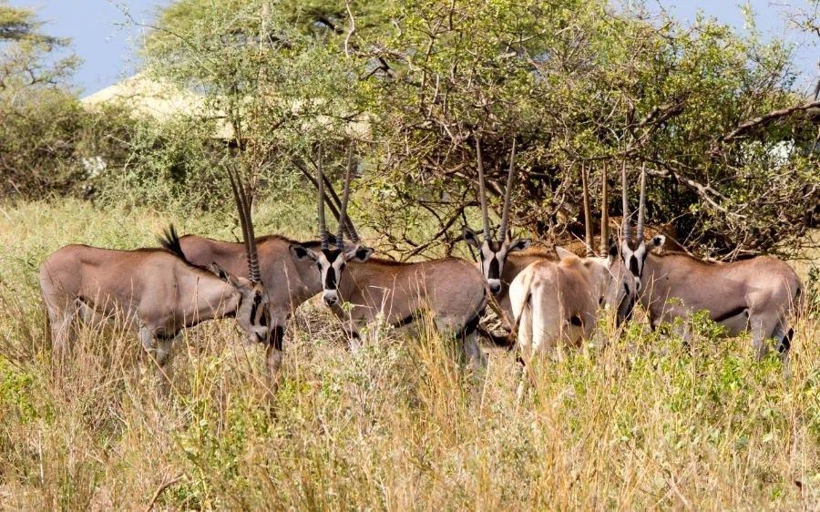 A wild life park [PHOTO CREDIT@ Rwizi African Safari Portal]