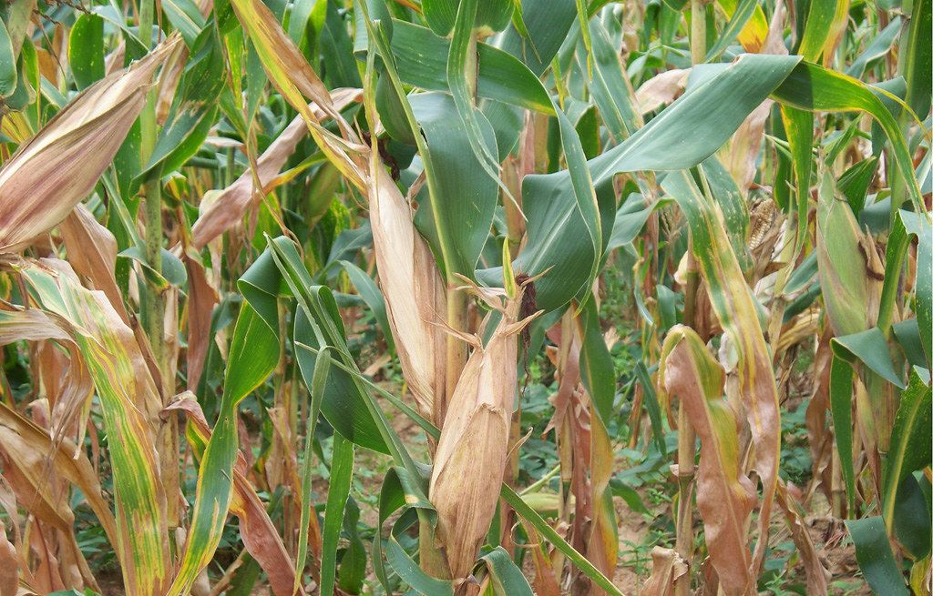 Maize plants[PHOTO CREDIT@Flickr]