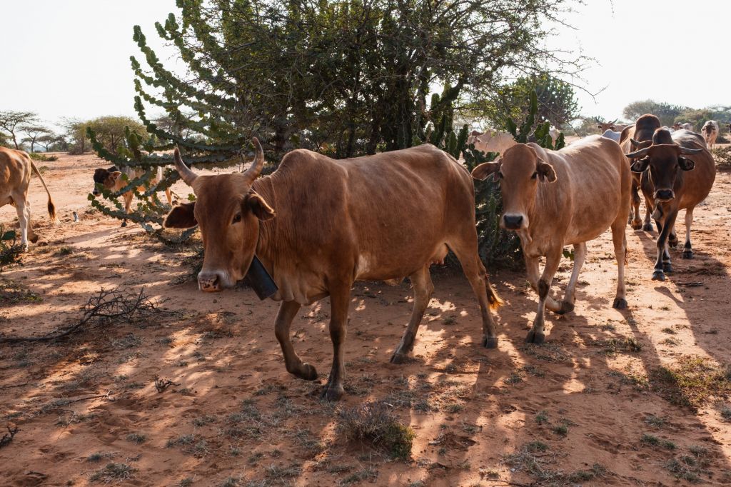 Cattle used to illustrate a story