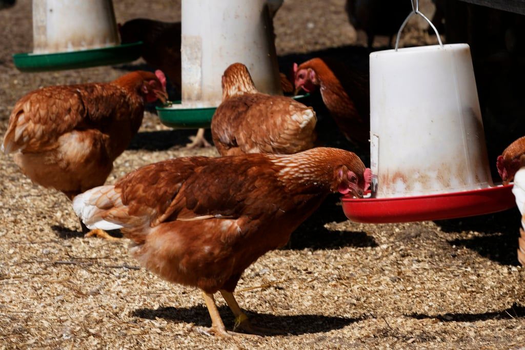 bird flu [PHOTO CREDIT@Free Malaysia Today]