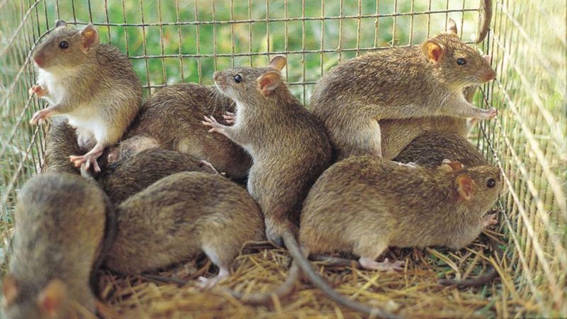 Lassa Fever: Rats used to illustrate the story.