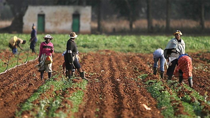 Farmers on farm [PHOTO CREDIT: Voice of Nigeria]