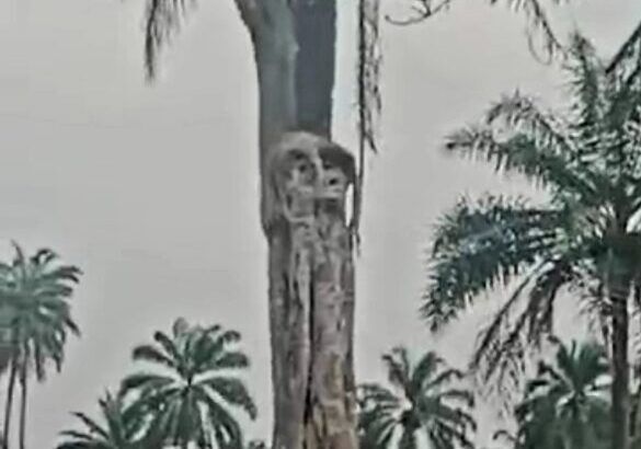 The mysterious Tree of Love at the mysterious tourism site in Ayegbaju-Ekiti, Nigeria