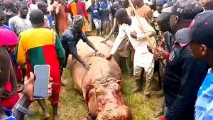 Kebbi: Hippo that killed Emir’s guard eliminated